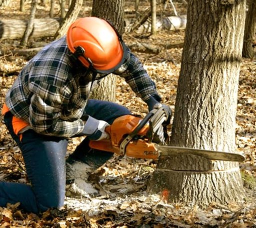 Tree Removal in Three Bridges, NJ